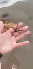 Ophiothrix spiculata image