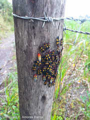 Oncopeltus orourkeae