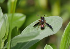 Euodynerus apopkensis