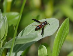 Euodynerus apopkensis