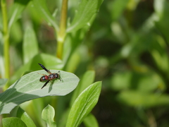 Euodynerus apopkensis