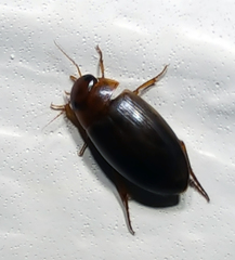 Copelatus chevrolati