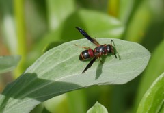 Euodynerus apopkensis