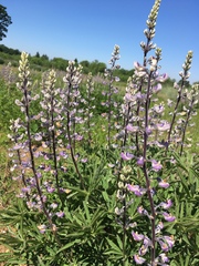 Lupinus oreganus