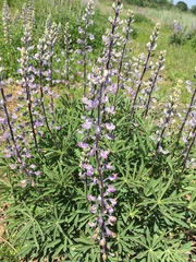 Lupinus oreganus