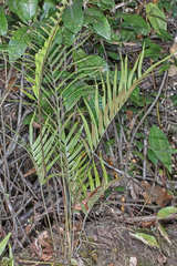 Pleopeltis lepidotricha