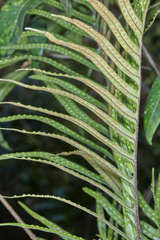 Pleopeltis lepidotricha