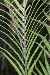 Pleopeltis lepidotricha