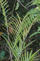 Pleopeltis lepidotricha