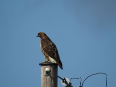 Buteo jamaicensis