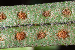 Pleopeltis lepidotricha