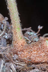 Pleopeltis lepidotricha