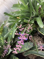 Aechmea gracilis