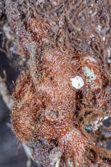 Pleopeltis lepidotricha