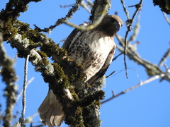 Buteo jamaicensis