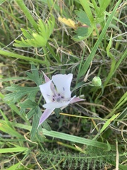 Calochortus umbellatus