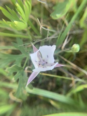 Calochortus umbellatus