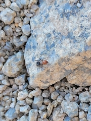 Myrmecocystus melliger