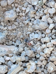 Myrmecocystus melliger