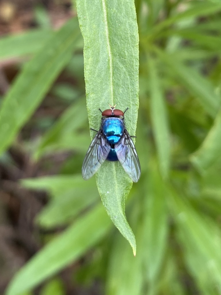 Oriental Latrine Fly from Queen St, Newtown, NSW, AU on March 23, 2022