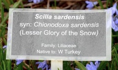 Scilla sardensis
