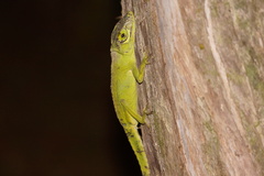 Anolis cuvieri