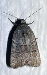 Elaphria fuscimacula