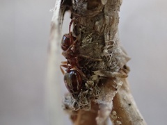 Crematogaster pinicola