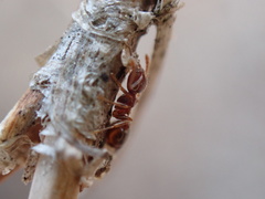 Crematogaster pinicola