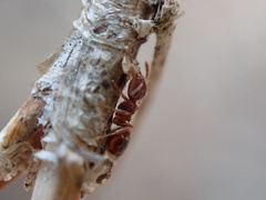 Crematogaster pinicola