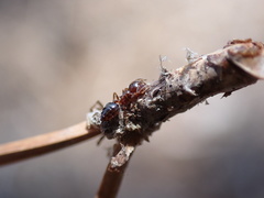Crematogaster pinicola