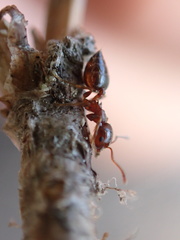 Crematogaster pinicola