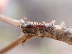 Crematogaster pinicola