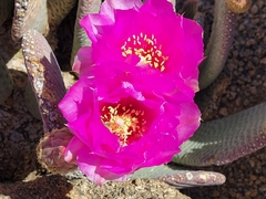 Opuntia basilaris