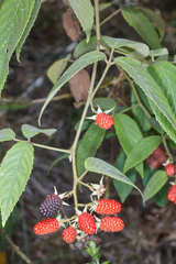 Rubus miser