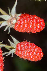 Rubus miser