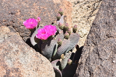 Opuntia basilaris