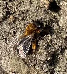 Andrena bicolor