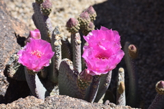 Opuntia basilaris