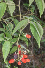 Rubus miser