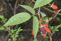 Rubus miser