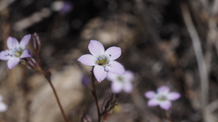 Gilia diegensis