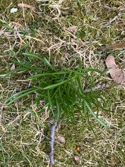 Puschkinia scilloides