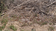 Gilia diegensis