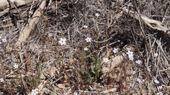 Gilia diegensis