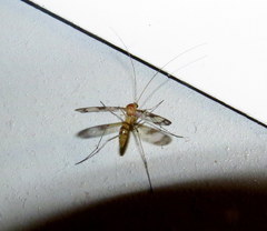 Macrocera