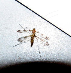 Macrocera