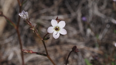 Gilia diegensis