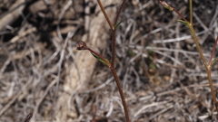 Gilia diegensis