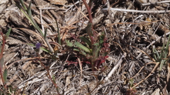 Gilia diegensis